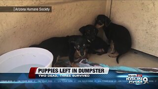 Five puppies abandoned in a duffel bag inside a Phoenix dumpster