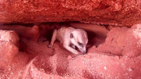 Rescued meerkat makes tunnels after being released