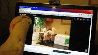 Cockatoo sees itself on YouTube and goes nuts!