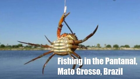 Fishing in the Pantanal, Mato Grosso, Brazil