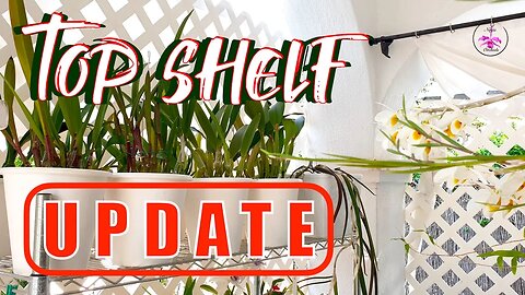 🤩Top Shelf Orchid Collection Update | A Summary while I do some Maintenance #ninjaorchids