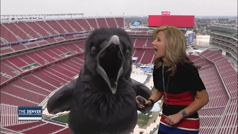 Bird Photobombs Meteorologist