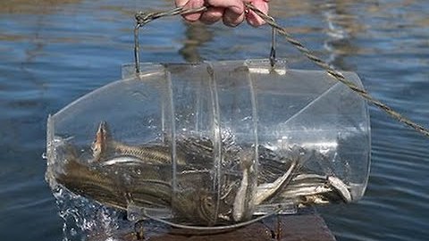 Catch Fish with One Hand | Survival Fish Trap