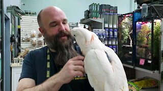 Friendly Cockatoo wants to see his friend