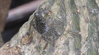 Close-Up of the Tiny Mangrove Tree Crab