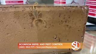 Scorpion Repel and Pest Control: Help keeping scorpions and bugs OUT of your home