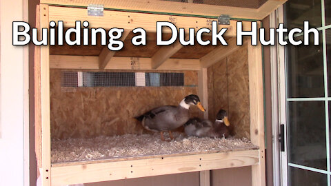 Building a Duck Hutch