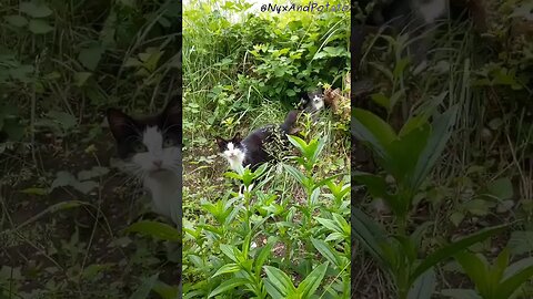 Feral Tuxedo Cat Guards Her Kittens - Feeding Stray Cats
