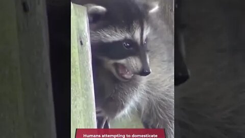 Pet Raccoon? - 🦝interesting, 🙃 curious raccoon facts #baby raccoon