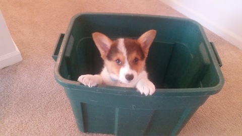 Corgi puppy escapes from laundry basket