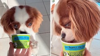 Happy Doggy Enjoys Tasty Cool Treat