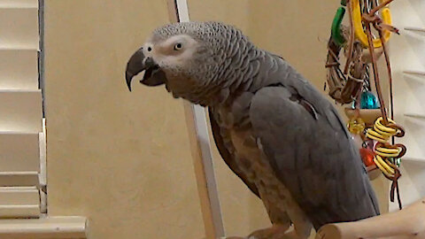 Demanding parrot insists that his owner be quiet