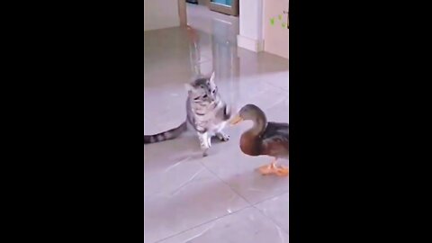 Duck vs Cat Fantastic funny video 2022 #funny #cat #duck #viral #shorts