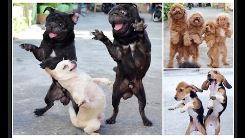 Funny Animal Dancing // Dog dancing
