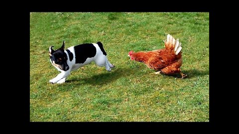 Funny fight between dog and chicken