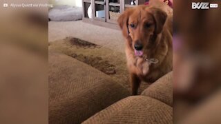 Cadela mergulha no sofá para apanhar bola