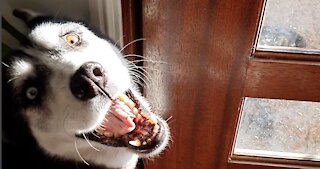 Husky SCREAMS for mom to open the door!