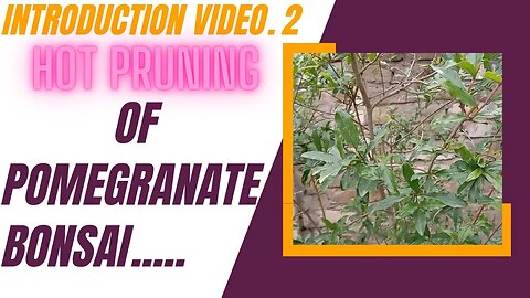 Video No. 2 Pomegranate Bonsai HOT Pruning Introduction
