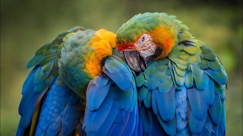 So beautiful Lovely Parrot's Love 🌹 #amazing #top10 #telent #trending