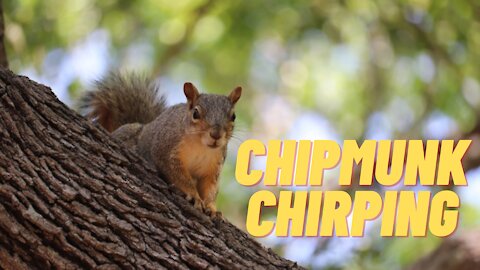 Eastern Chipmunk Chirping Sounds | Chipmunk Sound Effect Video | Kingdom Of Awais
