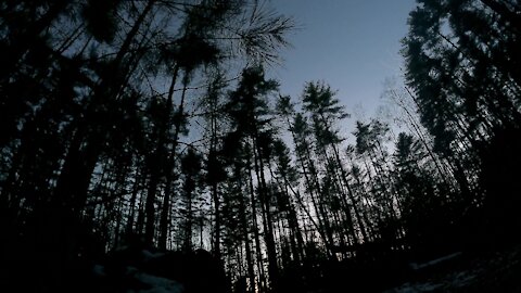 Lonely forest time lapse from day to night