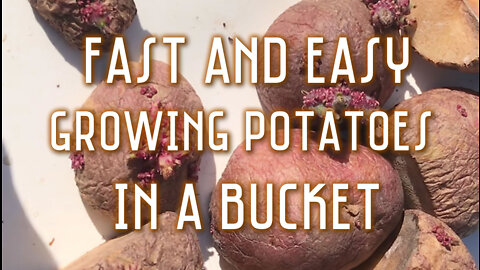 Fast and Easy - Growing Potatoes In A Bucket - Part 1