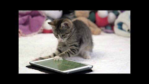This is what it looks like when cats play on an iPad, cell phone