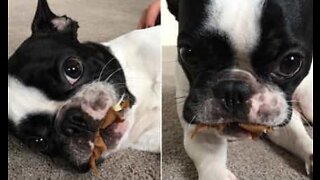 Cadela não consegue comer devido a cirurgia