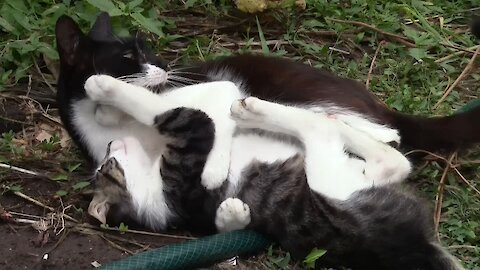 Kitten plays with mom