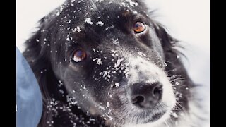 Big Dog Ranch Rescue to rescue animals from extreme cold weather in Texas