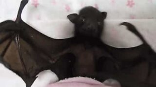 This rescued baby bat is way too cute