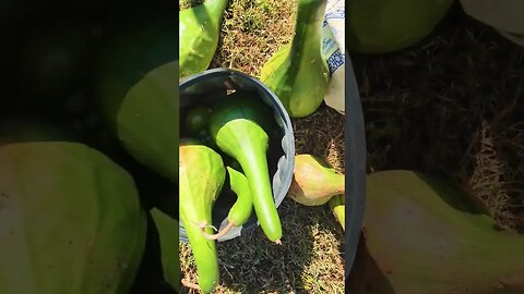 gleening the field picking peppers