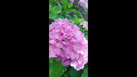 Hydrangea in japan