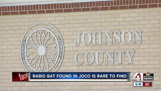 Bat tests positive for rabies in Johnson County, Kansas