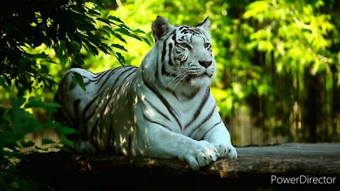 Indian White tiger|Indian Bengal tiger