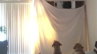Dogs totally freak out over disappearing magic trick