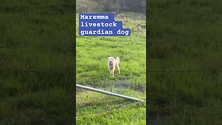 Maremma livestock guardian dog