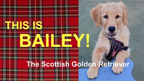This is Bailey - The Scottish Golden retriever