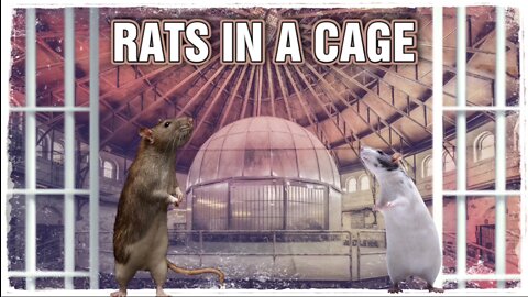 RATS IN A CAGE