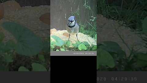 Blue Jay🐦 eating🥣 and flying ✈️#cute #funny #animal #nature #wildlife #trailcam #farm #homestead