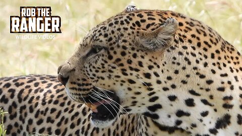 Male Leopard Climbs A Tree | Maasai Mara Safari | Zebra Plains