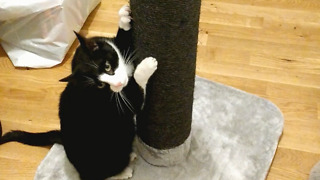 Cats instantly love their Christmas present