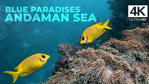 Diving ANDAMAN SEA - Thailand - Underwater Video 4K - BLUE PARADISES (S02)