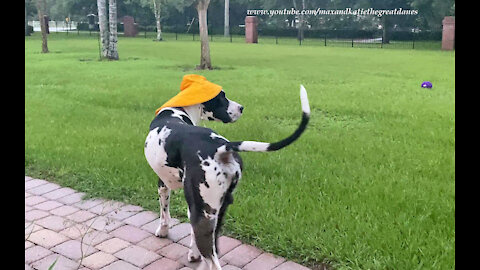 Great Dane Has Fun Playing With His Rain Hat