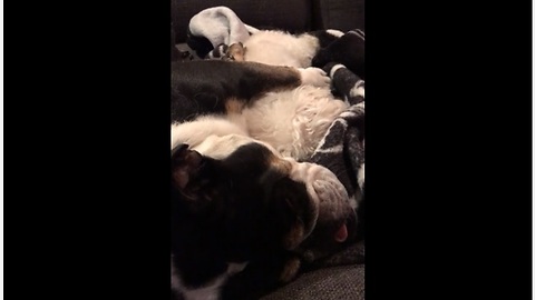 Bulldog cuddles with mini poodle for nap time