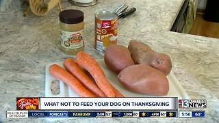 What not to feed animals during holidays