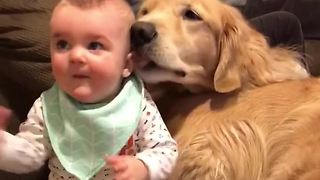 Baby snuggles in pile of Golden Retrievers