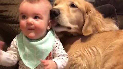 Baby snuggles in pile of Golden Retrievers