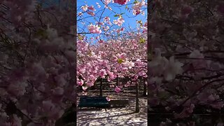 Cherry Blossoms in Sweden 🇸🇪 #spring #shorts #flowers #cherryblossom