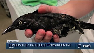 Conservancy of SWFL asking people to stop using glue traps